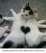 Assemble-together-beautiful-kitten-hearts-resizecrop--.jpg