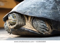 turtle-pull-his-head-into-450w-410645809.jpg