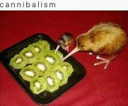 minds.kiwi.jpg