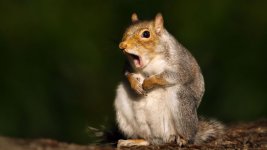 close-up-of-a-grey-squirrel-yawning_16x9_WEB.jpg