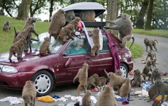 baboons-wreck-car-425ds072209.jpg